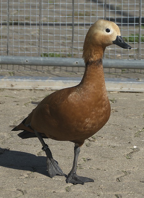 万美元